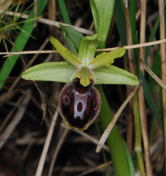 Ophrys massiliensis